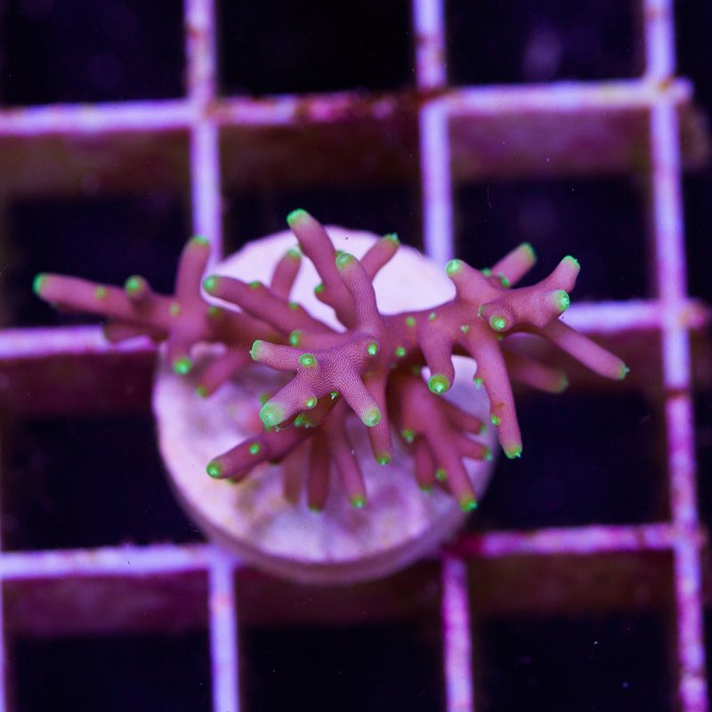 newcoral1498b - 100 New WYSIWYG Acros at Cherry Corals!